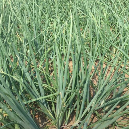 采缇东北特产毛葱新鲜鬼子葱红葱头农家毛葱种子 大号 2斤【图片 价格