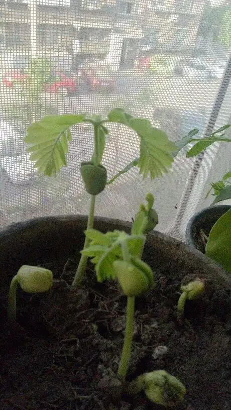 发布于今天 06:53   最佳答案 甜角或者酸角  本回答由提问者推荐