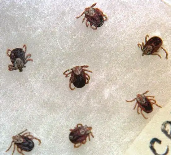 螨虫肉眼看不见.