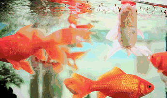 最美的金鱼动态图.祝福大家金玉满堂,年年有余!