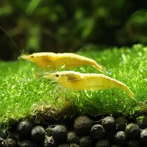 喂养观赏虾的基本方法