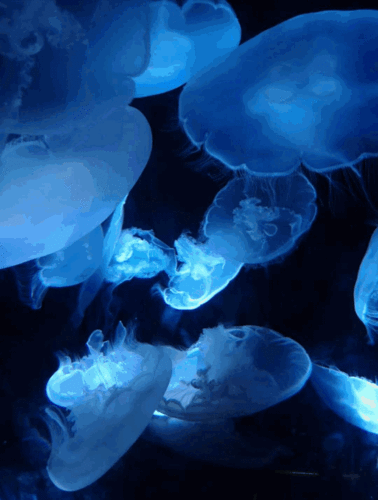 每年约有150万游客来参观这个奇异的海洋世界,与他们喜欢的海洋生物