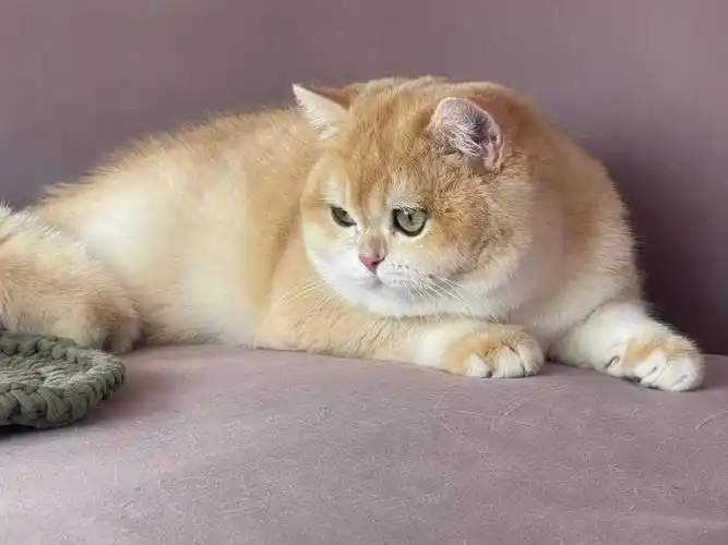 俄罗斯金渐层ny12弟弟