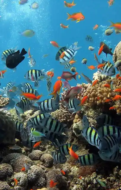 海底世界>动态高清壁纸