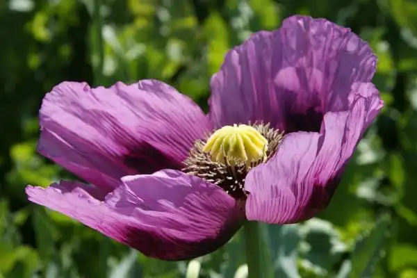 美好的花语和寓意,但是也有些花朵天生带有邪性,所以别称之黑暗之花