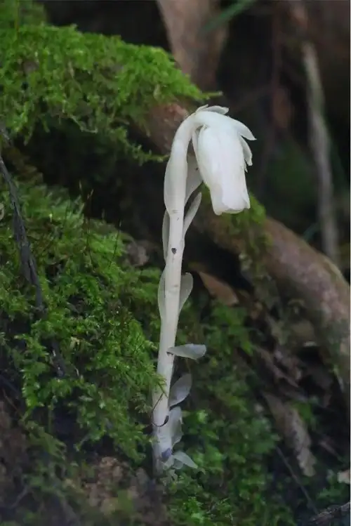 珍稀罕见幽灵之花水晶兰现身重庆