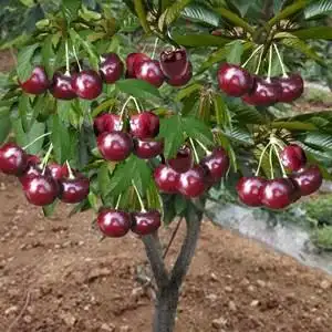 名贵樱桃树苖矮化正宗樱桃盆栽苗果树果苗南方种植智利车厘子树苗