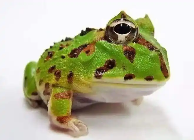 巴西角蛙特惠来啦,别错过哦 | 肆养上新