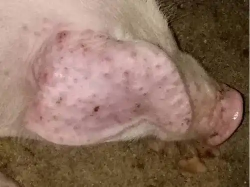 到底是猪痘还是猪湿疹?