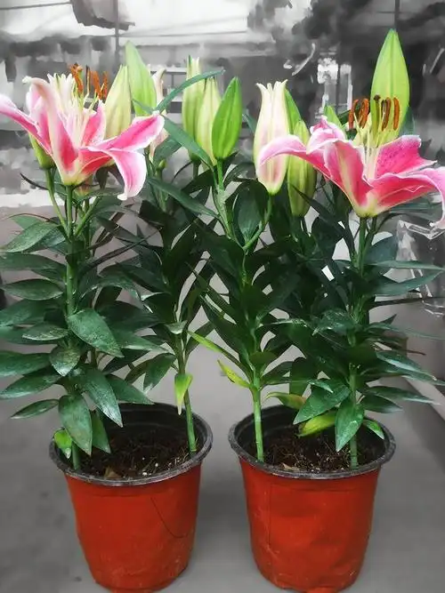 香水百合盆栽带花苞鲜花种球浓香型绿植室内植物好养百合花苗花卉