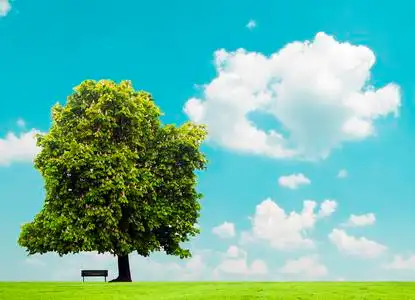 草甸和视图美丽的绿色领域和空台-peacuful 横向视图照片