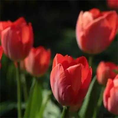 适合做头像的花束唯美头像 2022最招财清新淡雅的微信头像_风景头像