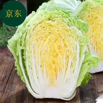 山东潍坊大白菜新鲜鲜嫩蔬菜农家自种黄心包心菜整颗白菜10斤