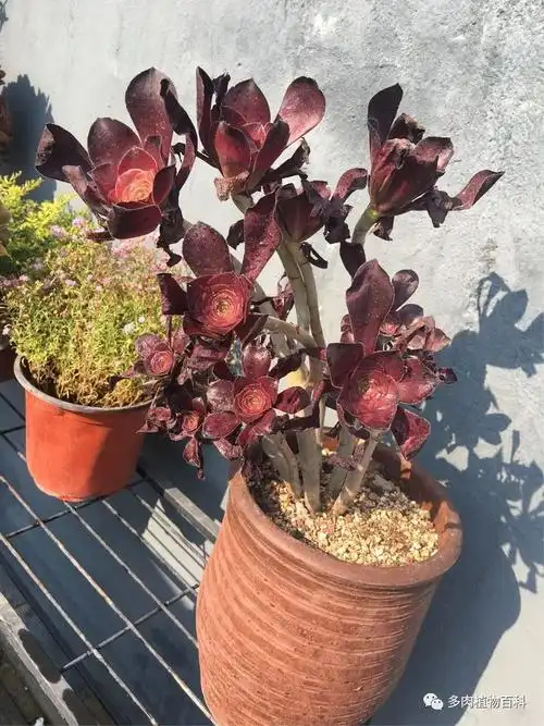 法师多肉植物中的百变小生