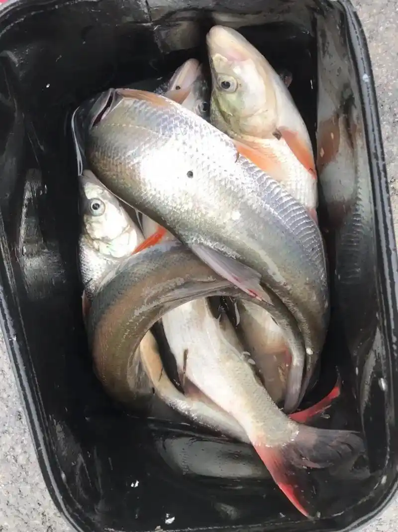 翘嘴 #鱼获满满 #在冬日阳光下钓个 - 抖音