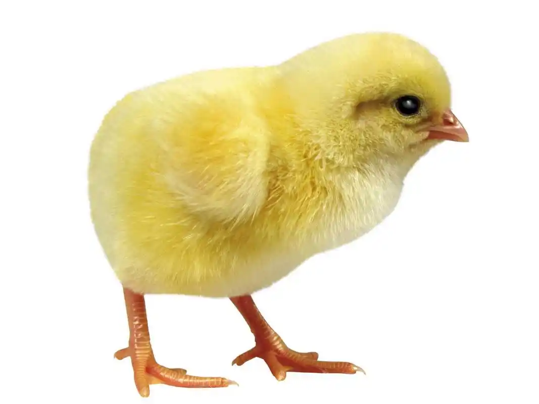 毛茸茸的小鸡桌面清晰背景图片(二)