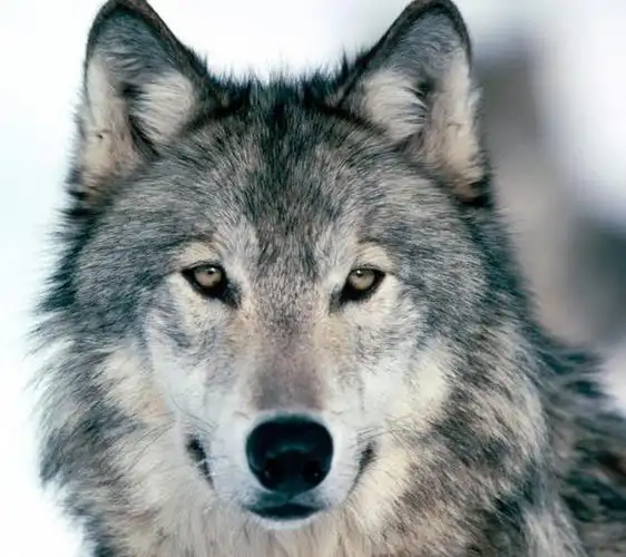 《狼道》:狼的强者精神值得人们学习,10句话让你拥有狼性