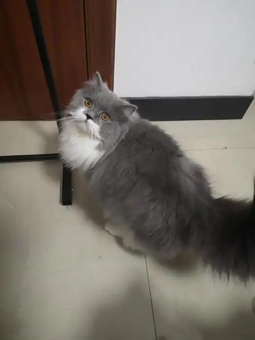 蓝白长毛公猫配种 毛长而密