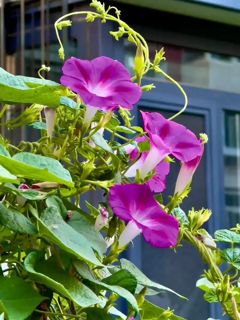 牵牛花. 牵牛花是一种美丽的攀援植物,常常在早晨开放,花朵形 - 抖音