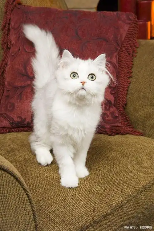 金吉拉是一种源自英国的猫咪品种,也被称为英国长毛猫或英国短毛猫的