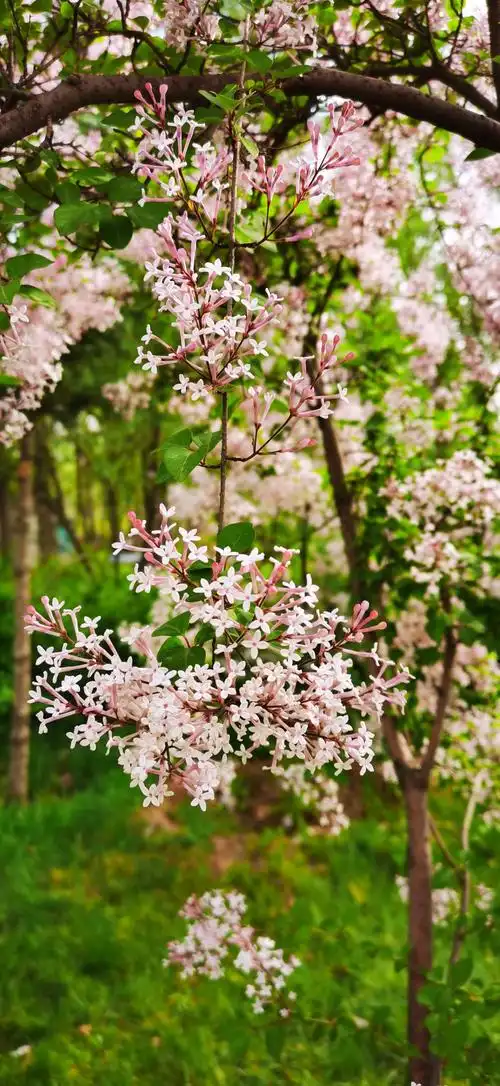 浅夏里的那一树丁香花!