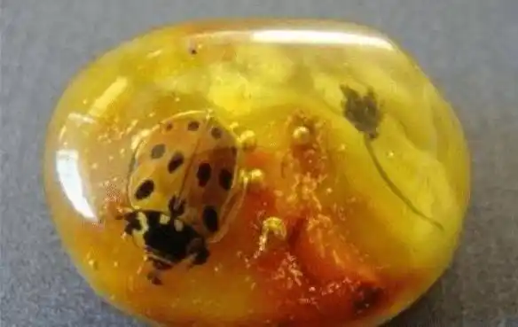 4100万年前,一对苍蝇在交配时变成琥珀,世界上尴尬之事莫过于此_树脂