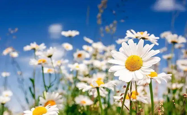 高清晰花木场甘菊花壁纸封面大图