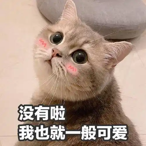 萌宠猫星人没有啦我也就一般可爱呆萌可爱gif动图_动态图_表情包下载