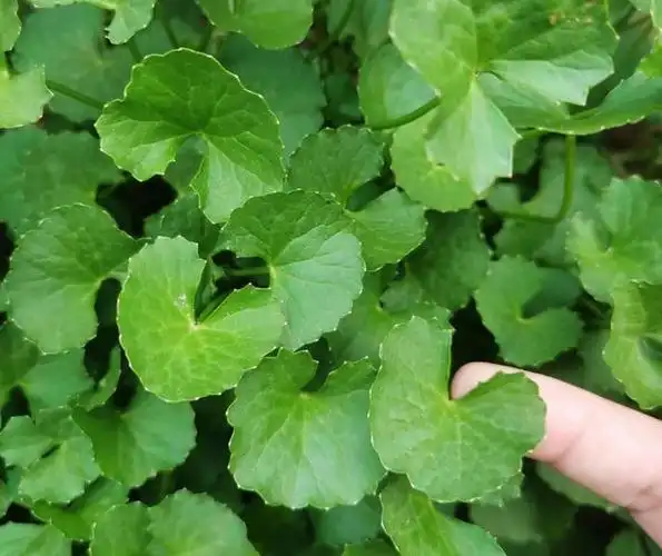 其叶形如碗,俗称"崩大碗",炎炎夏日,煮水当凉茶喝,解酷暑!