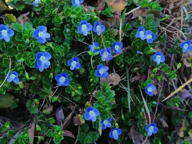 不知名的小野花为春天增添色彩