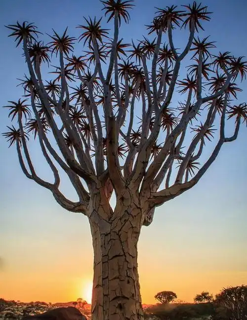 神奇的大自然,美妙的生命,地球上最漂亮,最奇特的树木