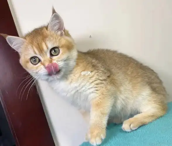 25色金渐层  包子脸  价格优惠   坐标长沙#英短金渐层  #金渐层猫舍