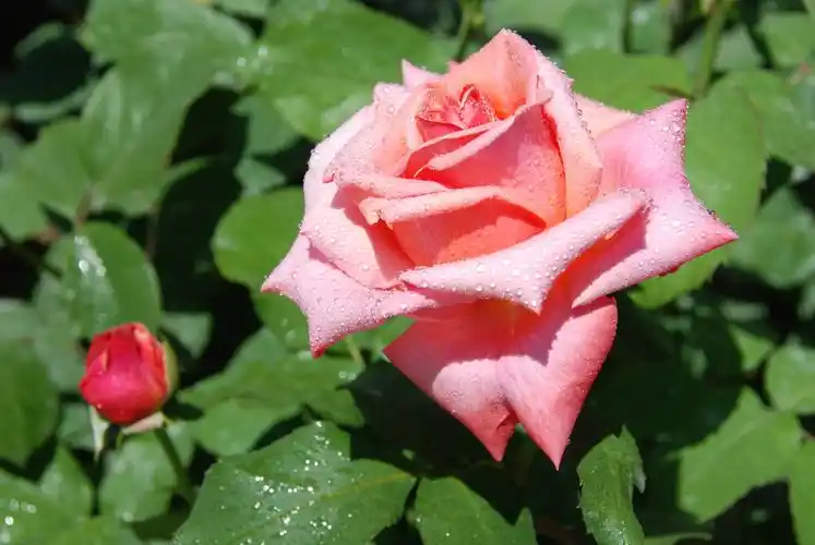 花中皇后---月季