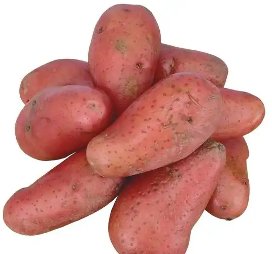 供应新鲜番薯厂家价格实惠