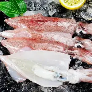 活鱿鱼鲜活价格