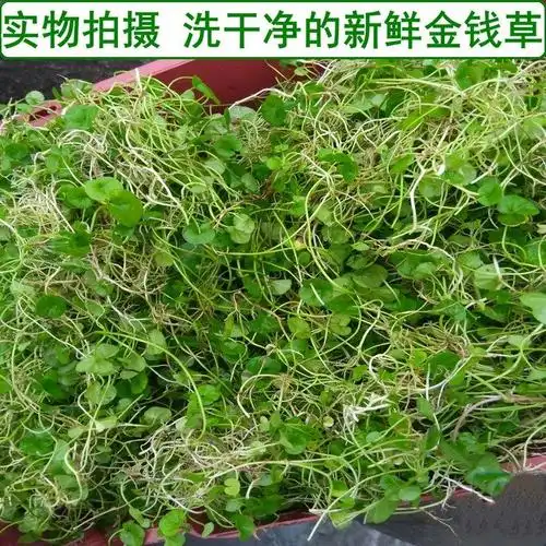 金钱草四川野生小叶金钱草茶干金钱草中草药材马蹄金500g 青绿色 新货