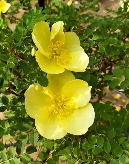 其它 清香醉人一黄刺梅 写美篇围篱院边多刺梅, 黄花似锦映春晖.