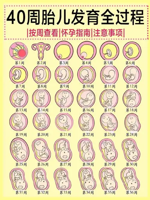 怀孕六个月胎儿大小图