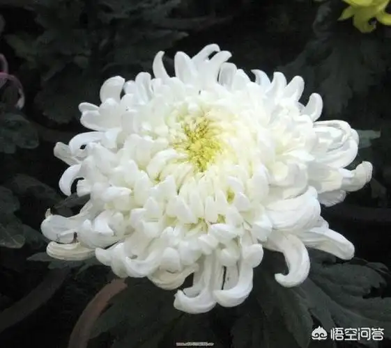 亲人去世了,发到朋友圈里合适吗? - 石塘网