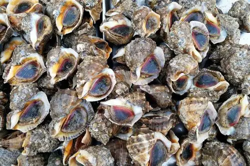 周末菜市场海鲜鲜鲜鲜活活活皮皮虾大鲅鱼40一斤梭子蟹55