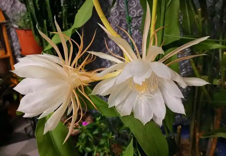 昙花什么季节开放?一年开花4到五次_大全-幸福起航