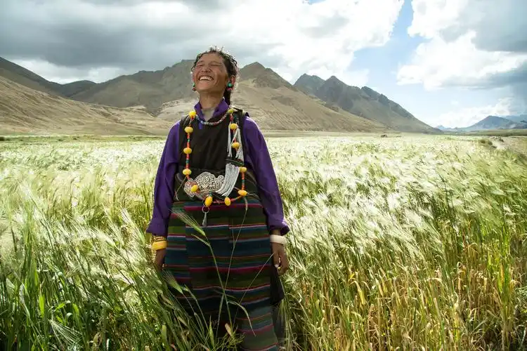青稞地里的藏族妇女