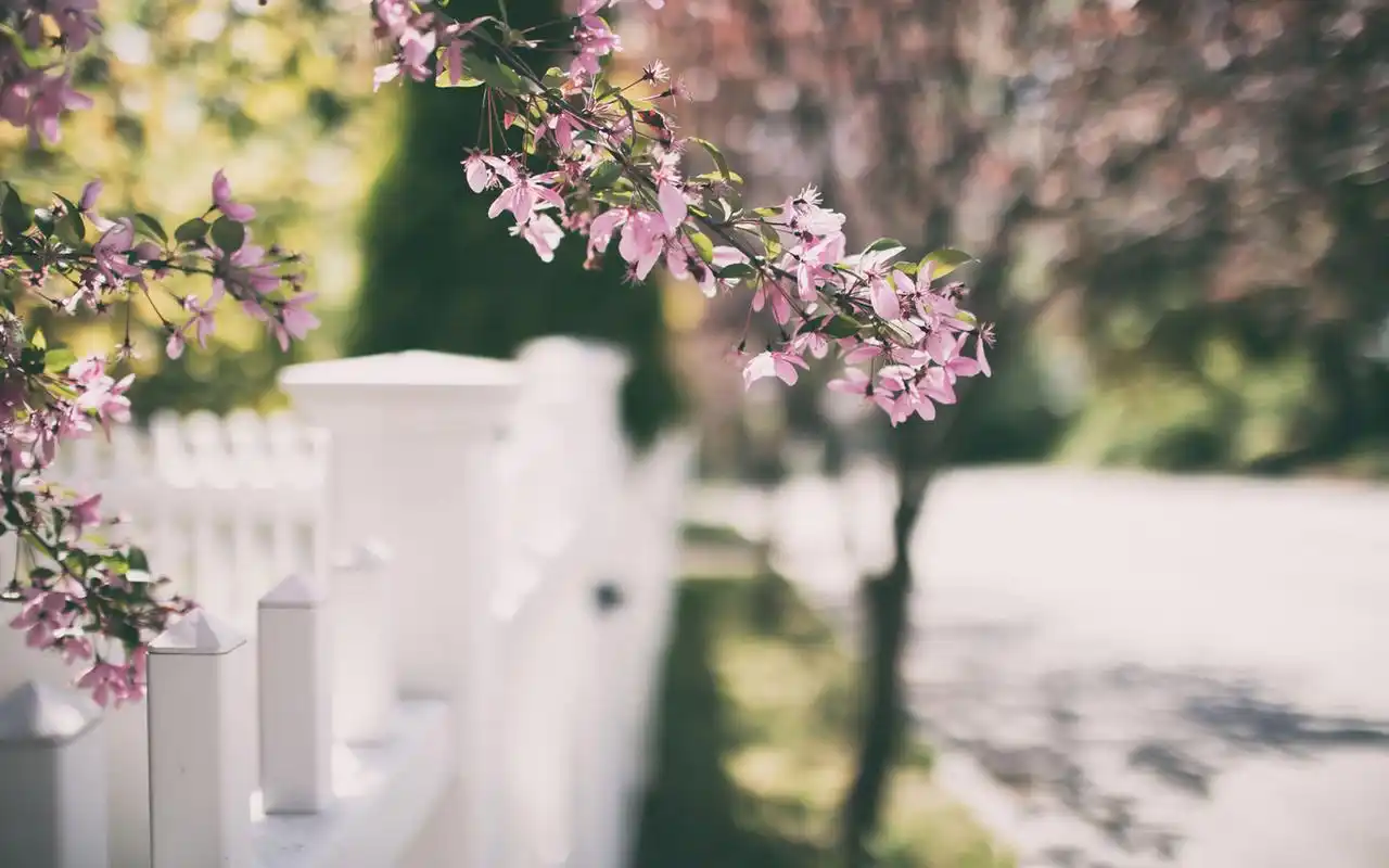 樱花,海棠,花,围栏,植物,小清新,唯美,意境,安静,静谧,相遇,只为一树