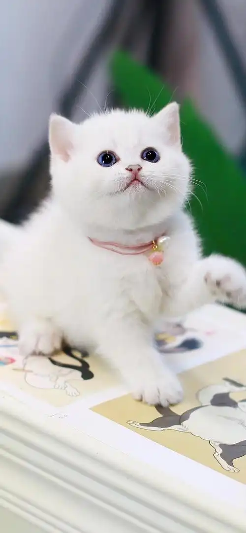 精品英短银渐层银点蓝眼睛包子脸喜欢别藏着