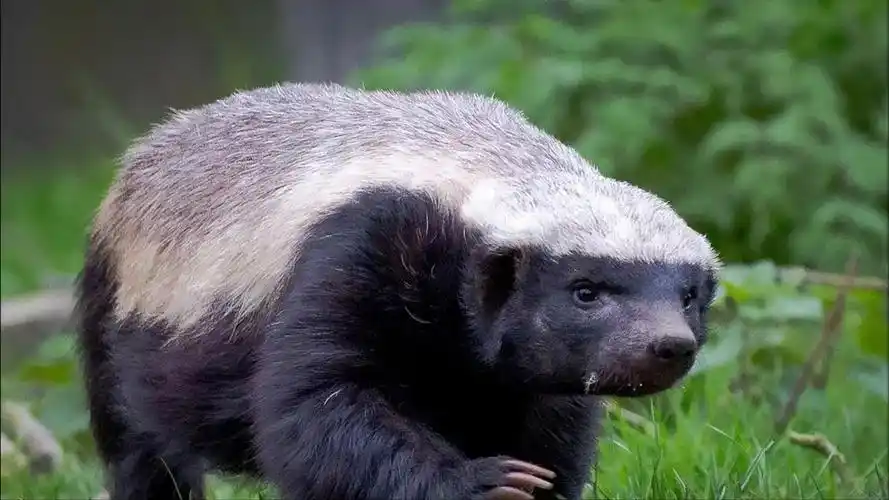 平头哥蜜罐的一天不是吃就是在找吃的路上纪录片