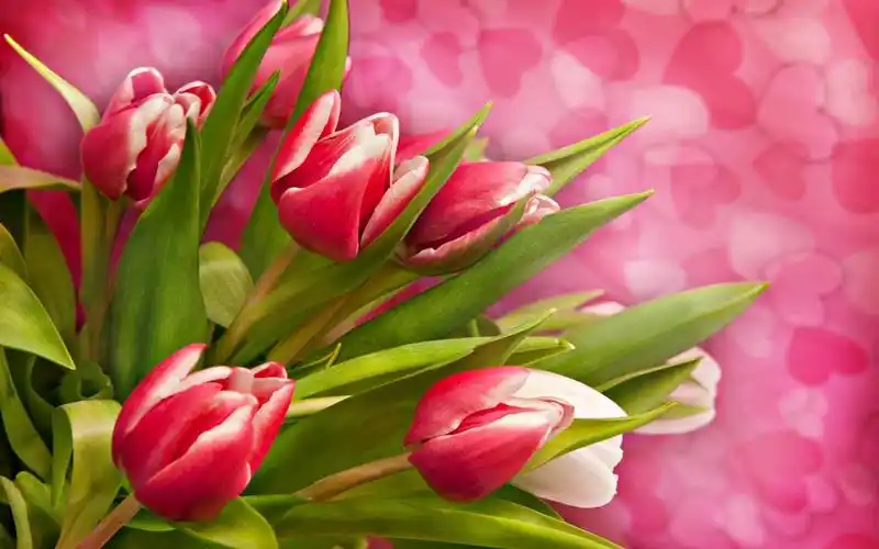粉红色的郁金香-鲜花照片壁纸
