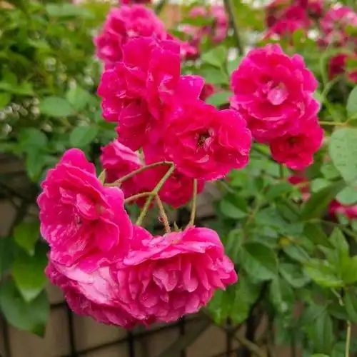 春天养花就选"木香花",院子里栽几棵,花开漂亮又迷人