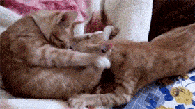 讲真,这么刺激的踩奶场面,我也是头一回见!