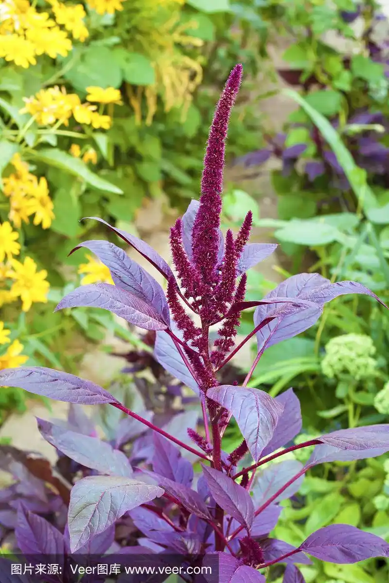 红苋菜(amaranthus cruentus)