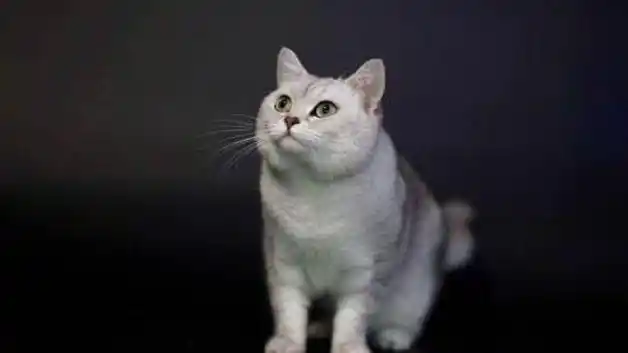 饲养英短银渐层猫咪的注意事项